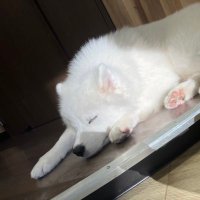 まる (@maruchann0306) 's Twitter Profile Photo