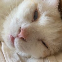 かも (@kamosukisugi) 's Twitter Profile Photo