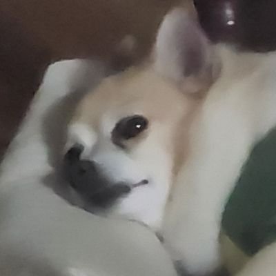 02년생, 10월 이후 코스 도전 예정
main acc @App2tizer
게임 애니 코스프레 좋아해요. 🫡