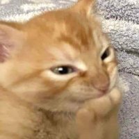 POLI (@cbowp) 's Twitter Profile
