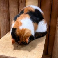 adap@ダーツ (@adap180) 's Twitter Profile