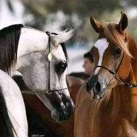 😍مصر __الهواري __الكويت 😍 (@alkwyt_msr27849) 's Twitter Profile