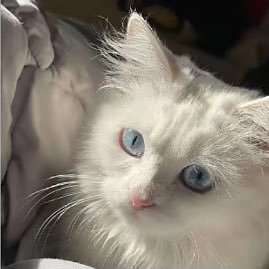 2yo_xll's profile picture. 