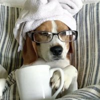 かぴ☕️🐶 (@yukimimeki) 's Twitter Profile Photo