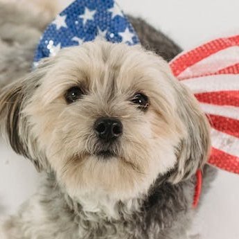 FreedomFuzzer's profile picture. Broadcasting from my garage bunker since 2020. Commentary are my own... and my dog’s.