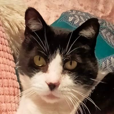 Incondicional amante de los animales, loca por los michis, enamorada de mis hijos y en continuo crecimiento.