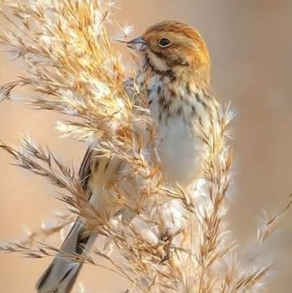 finavncia5lly's profile picture. أحضر الناس جوابا من لم يغضب