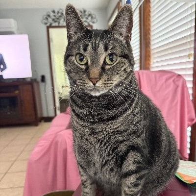 🇺🇸 Cats 🐈 #Wolfpack #RollTide #Retired PhD Computational & Applied Math, Ukulele Player
