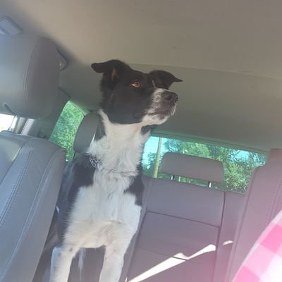 disbatch2's profile picture. Q patriot rebuilding suspended account