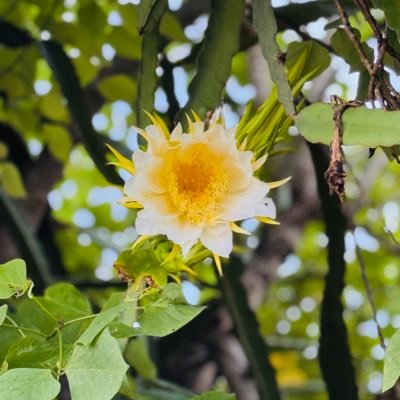 OSkabecho's profile picture. …