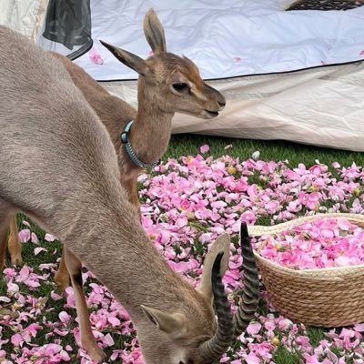 viv24_'s profile picture. لا حضور ارتجيه ولا غياب اتبعه.