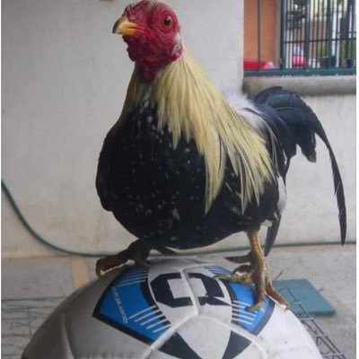 Desde Cerrito Colorado, Querétaro para el mundo 💙🖤 Since 2003 🔥 Gallos, rap y cuca