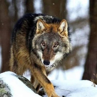 twowolves6969's profile picture. Weathered through many storms and managed to find God’s guiding light.Assigned to Coronado Ca and Military Senior Instructor Salinas Ca. No OF requests