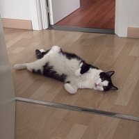 Rokem (@oricuki) 's Twitter Profile