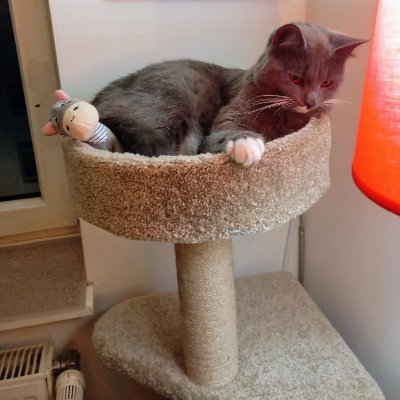 Ich bin der Ziehsohn von @SunshineMissi und @Katerswelt :) Ich bin ein fröhlicher Mix-Kater und bin am 31.07.25 ins Miez-Haus eingezogen.