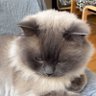 limoncello09's profile picture.