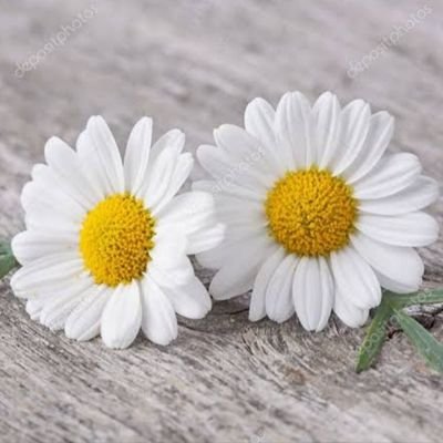 Fidan_571's profile picture. Şüphesiz Allah, tevekkül edenleri sever.