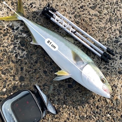 釣り初心者です。以前はショアからサビキ、泳がせメインで活動してました。訳があり九州に住んでましたが、地元の千葉に戻ってきました。今はオフショアにハマってます。メインはタイラバ、たまにアジ、タチウオも行きます。無言フォロー失礼します🙇以前フォローしていた方もよろしくお願いします。