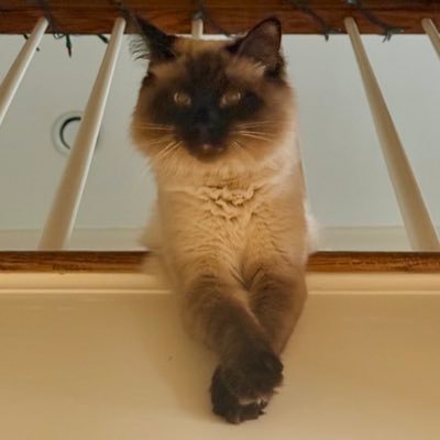 jtbnyc69's profile picture. Just a man and his cat @jtbnyc69@mastodon.cloud