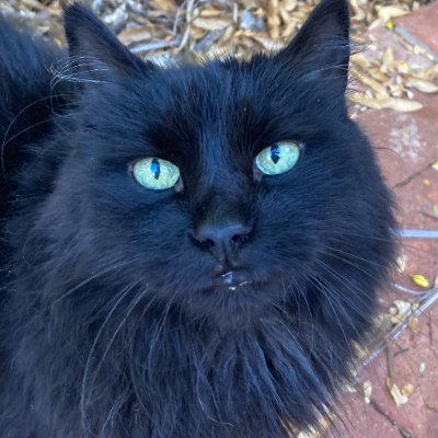 andrewc_actual's profile picture. occupy mars! 
linux/aws/python stuff
slowly working on a WW2 game : https://t.co/H01RY9OP77