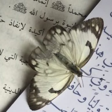 ﴿ تَوَفَّني مُسلِمًا وَأَلحِقني بِالصّالِحينَ ﴾