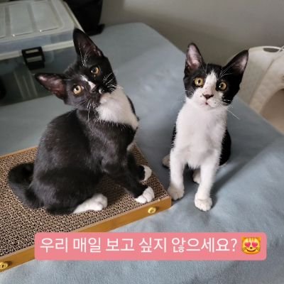경북 산불로 전소된 마을에서 구조된 엄마냥 '비타'의 아기 '코비'와 '르비' 임보자가 관리하는 입양 홍보 계정입니다. 더 장황한 이야기는 @ad2025_vita.n.kitties 에서 보실 수 있습니다
.
입양 문의: 나비야사랑해 @nabiya2007