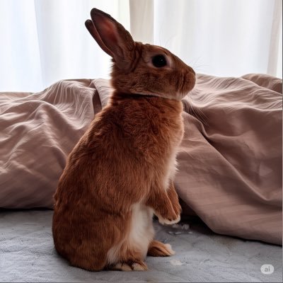 himawari0603817's profile picture. 2018/8/17ミニウサギをお迎え😊名前はSUN（サン） ♂💕お誕生日2018/6/3🐰 #うさぎ好きさんと繋がりたい 🐰SnowMan🤍💙⛄️サカナクション🐟藤井風🌞米津玄師🎶 鬼滅の刃！ちいかわ💛ポケGO MHN #線維筋痛症 の方声かけてください😌