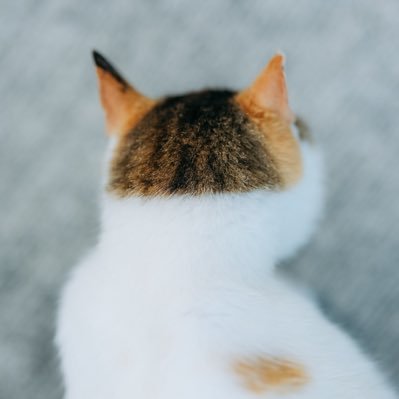 ユルユル系ネイチャー写真。サラリーマンの趣味です。最新作「ずっと気まま猫」発売中🐈 #にゃんぽとれ /写真集「気ままに猫だもん。」、「猫だって鼻提灯くらいできるもん。」、「島ねこぽん」(青菁社)他諸々/ねこ休み展/ご依頼→DM又は bluebird777555@gmail.com/2025最新作「ずっと気まま猫」↓