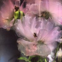 toby (@mystobi) 's Twitter Profile
