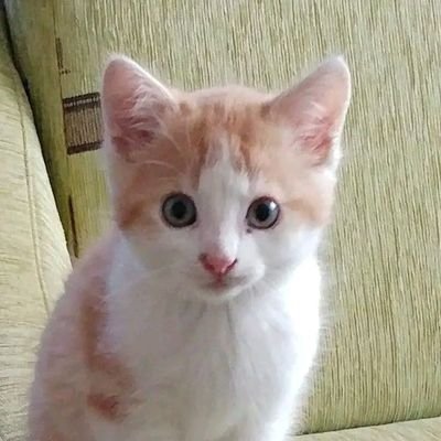 emkibash's profile picture. on God