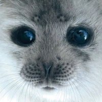 eunoia (@dazaishy_) 's Twitter Profile