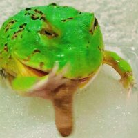 FROGMANJAPAN__frog frogg Frog FROG FROGG かえる ｶｴﾙ 蛙