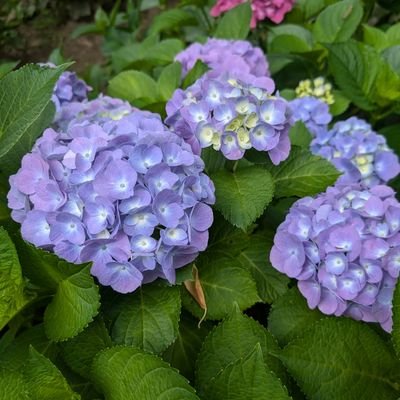 coolersamui's profile picture. 有言実行‼️