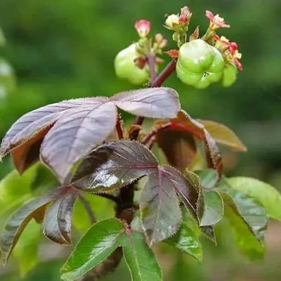 Nous sommes là pour tout ceux qui ont des problèmes spirituel, retour d'affection, problème au boulot, envoûté,etc n'hésitez pas nous contactez en privé