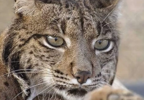 lince_ep Profile Picture