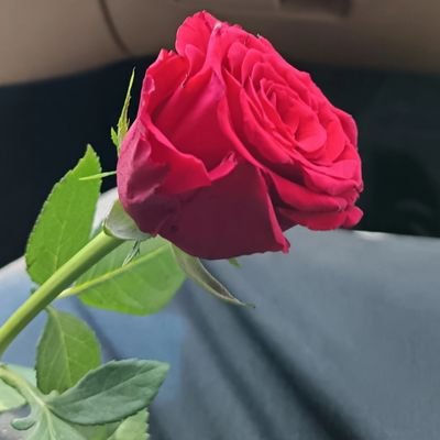 اللهُم أرح قلوبنا براحةٍ تُغنينا عن كل
شيء وأبعد عنا خيبات الحياة وتعبها