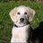 DoggyD44's profile image