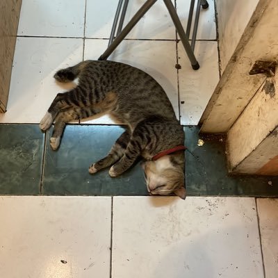 itooshisae's profile picture. ptooey