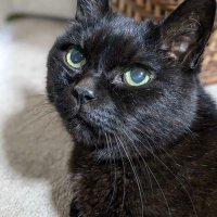 黒猫のムー⛄🦐 on X: 