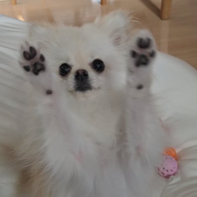 SecurityPome's profile picture. 