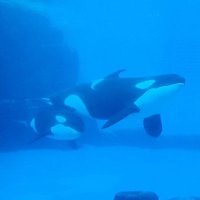 にち@水族館垢 (@nicchichi) 's Twitter Profile Photo にち@水族館垢 (@nicchichi) 's Twitter Profile Photo