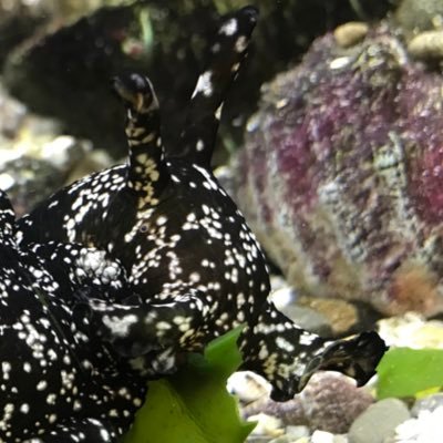 kurodai_suki's profile picture. ウミウシ系が好きです スキンダイビングとか磯歩きとか