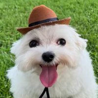 tach π
(@spicfaggot) 's Twitter Profile
