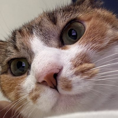 ひろぽ🐈さんのプロフィール画像