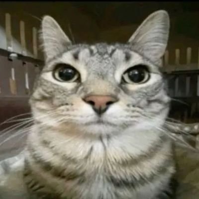 812jpg's profile picture. ️️️on my kangen nyt phase