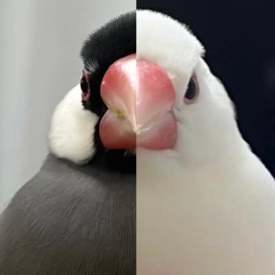 文鳥のあめとゆき Profile