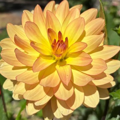 HelianthusFae's profile picture. A sunflower fae of the summer court.