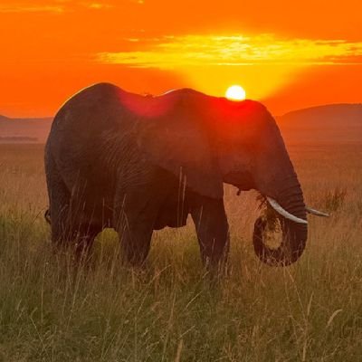 Emmanuel🇰🇪. Profile