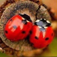 Çit Kuşu (@citkusu) 's Twitter Profile
