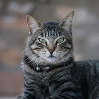 L'home de cal Foraster de tota la vida (@lforaster) 's Twitter Profile